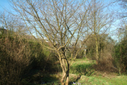 Cornus mas Gele kornoelje bestellen